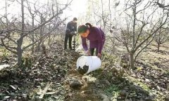 果樹(shù)配方施肥應(yīng)注意哪些問(wèn)題？