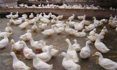 產(chǎn)蛋鴨產(chǎn)蛋早期、中期與后期飼養(yǎng)管理有何不同
