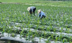 什么叫復(fù)種 復(fù)種的作用、類型、必要條件與方式