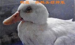 鴨瘟癥狀表現(xiàn)主要有哪些，鴨瘟如何預(yù)防與防控