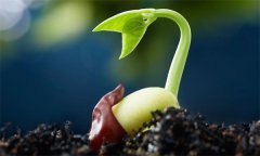 種子萌發(fā)需要哪三個(gè)外界要素條件？