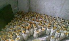 什么是靈芝瓶栽法？瓶栽靈芝怎樣進行管理？