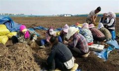 人參的采收、加工與貯藏方法簡介