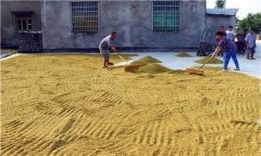 水稻種植前為什么要曬種、選種、浸種和催芽