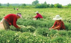 菊花的采收時(shí)間、采收方法與加工與貯藏問題