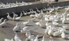 肉鴨腹水癥發(fā)病原因是什么，怎么治療？