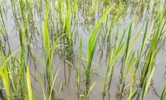 水稻生產(chǎn)中如何識別、預(yù)防與防治2，4-d藥害