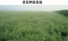 黃芪產(chǎn)地在哪里？黃芪生態(tài)習(xí)性簡(jiǎn)介