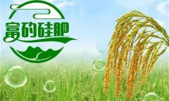 硅肥對發(fā)展優(yōu)質水稻生產有哪些好處？