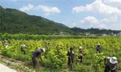 山茱萸田間管理的內(nèi)容與技術(shù)要點(diǎn)有哪些？
