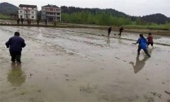 優(yōu)質(zhì)水稻直播對(duì)整地的要求有哪些？