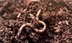 土壤生物包括哪三類？土壤生物的種類及作用