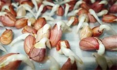 花生發(fā)芽不能吃嗎？吃花生芽有什么好處？