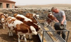肉牛養(yǎng)殖中如何使用尿素，需注意哪些問(wèn)題？