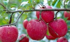蘋果有何營(yíng)養(yǎng)價(jià)值？