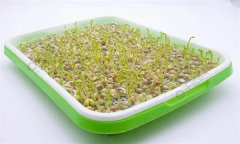 培育豌豆芽苗菜的水為什么會(huì)變綠？