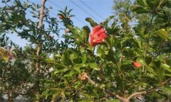 為什么石榴開(kāi)花卻結(jié)不住果 或葉子變小、皺縮