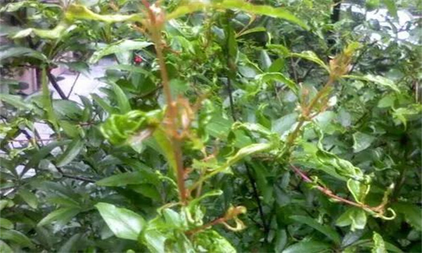 盆栽石榴葉子變小、皺縮