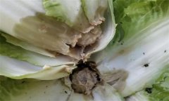 大白菜病蟲害的防治及預防 、治療方法