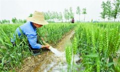 小麥后期管理技術(shù)措施有哪些？