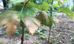 銀杏葉斑病的發(fā)病癥狀、發(fā)病規(guī)律與防治方法