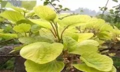 獼猴桃葉子發(fā)黃怎么辦？