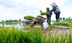 機(jī)插秧起秧、運(yùn)秧、添秧的要求 怎樣防止漂秧？
