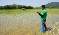 水稻出苗后怎樣管水 如何使用壯秧劑、多效唑等