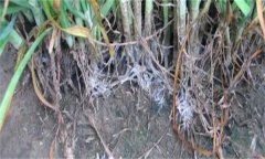怎樣防治韭菜白絹??？