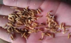 為什么會出現(xiàn)水稻爛種、爛芽、爛秧和死苗現(xiàn)象