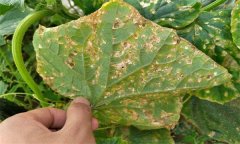 黃瓜細菌性角斑病的癥狀、發(fā)生規(guī)律與防治方法