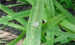 韭菜灰霉病的表現(xiàn)癥狀、發(fā)病規(guī)律與防治方法