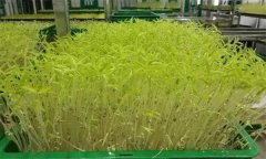 花椒芽苗菜如何進(jìn)行工廠化生產(chǎn)？