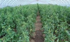 冬春茬番茄晚吊蔓有哪些好處 需注意哪些問題？