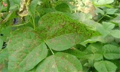如何防治菜豆炭疽病，其病原菌是什么？