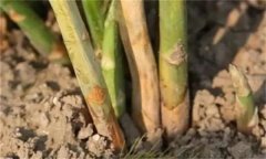 蘆筍莖枯病是什么病菌，其流行規(guī)律是什么？