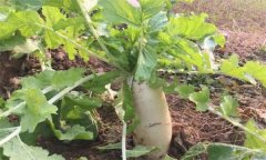 怎樣栽培冬蘿卜？冬蘿卜種植時(shí)間和方法