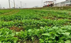 油菜日光溫室早春、秋延遲栽培技術(shù)要點(diǎn)有哪些
