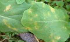 怎樣防治油菜霜霉病，有哪些癥狀表現(xiàn)？