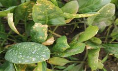 菠菜霜霉病的癥狀表現(xiàn)、傳播途徑和防治方法