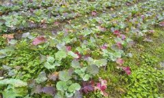 油菜秧苗葉片變紅是什么原因造成的？