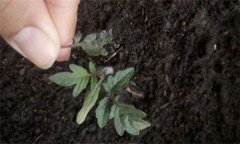 茄子僵果、裂口、落花落果的原因及解決辦法