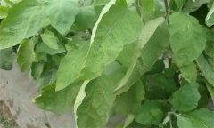 茄子缺氮、磷、鉀癥的癥狀是什么，如何矯正?