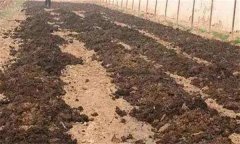 番茄怎樣施肥才能高產？