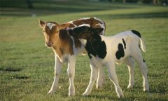 如何選擇理想的肉牛 犢牛如何飼養(yǎng)管理？