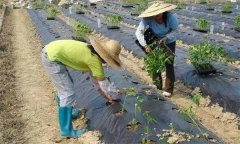 辣椒施用沖施肥有什么優(yōu)點(diǎn) 需要注意哪些問題？