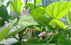 蕓豆不結(jié)莢的原因是什么 如何提高蕓豆結(jié)莢率？