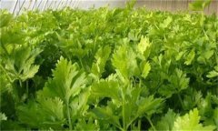 如何春早熟栽培香芹？