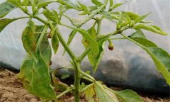 辣椒葉黃且落花落果是什么原因？