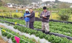 從外地引種草莓應(yīng)注意哪問題？